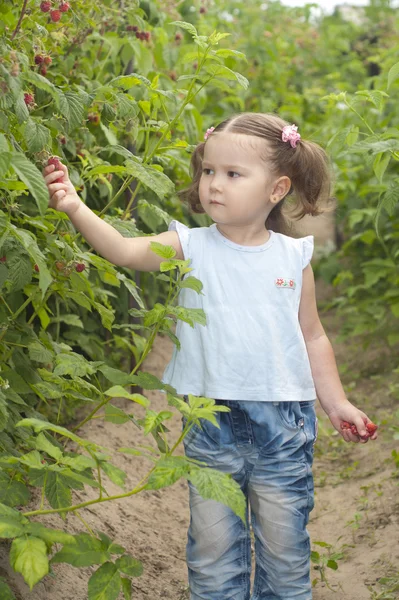 Little girl gathering raspberries Stock Picture