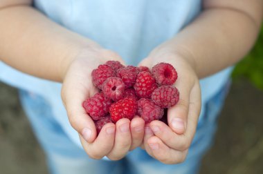 Raspberries in the children's hands clipart