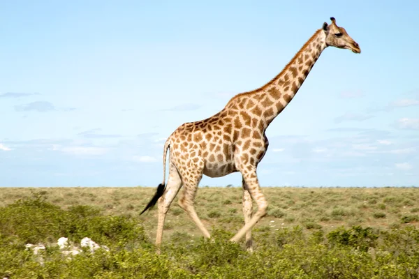 Giraffe in Etoscha — Stockfoto