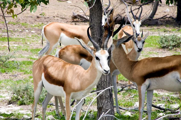 Grupp av springboks på ethosa national park — Stockfoto