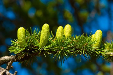 Branch With Cones clipart