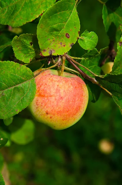 stock image Apple On A Branch