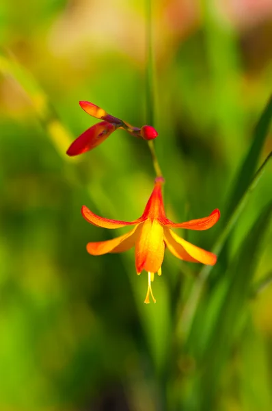 Pequena Lily laranja — Fotografia de Stock