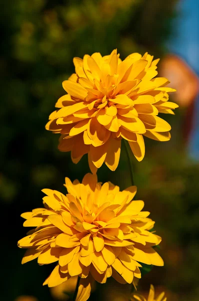 Słoneczniczek żółty — Zdjęcie stockowe