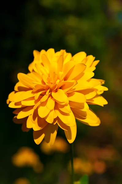 Yellow Heliopsis — Stock Photo, Image