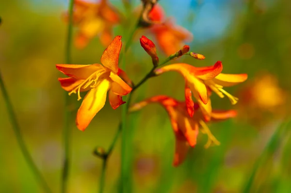 Pequena Lily laranja — Fotografia de Stock