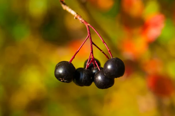 Ώριμη μαύρο chokeberry — Φωτογραφία Αρχείου