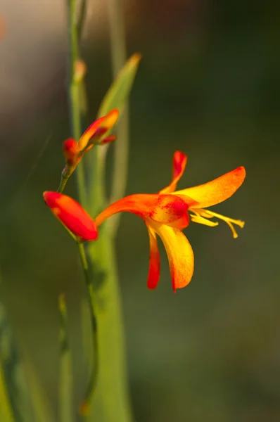 Kleine orangefarbene Lilie — Stockfoto