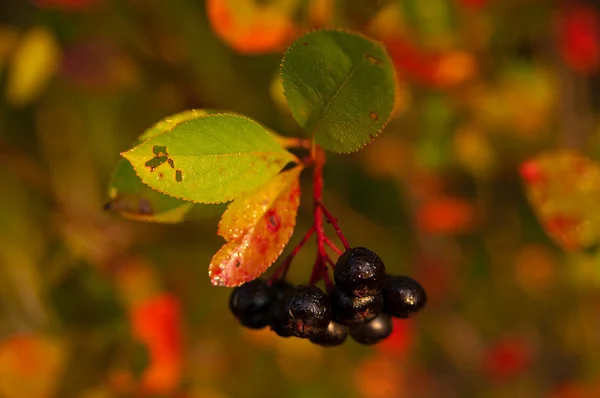 Стиглі Горобина чорно плодова — стокове фото