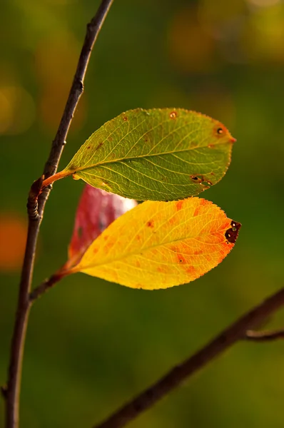 Листья шоколадки — стоковое фото