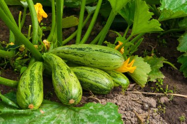 Flowering marrow with fruits clipart