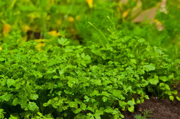 Stock image Parsley