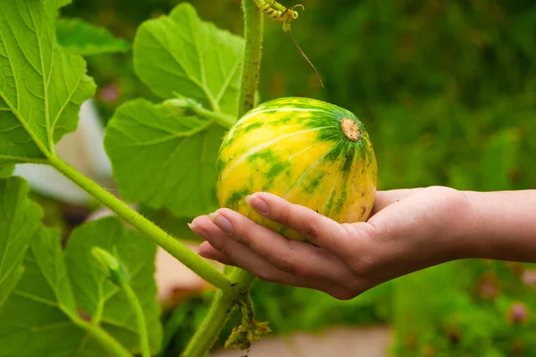 Young pumpkin in hand — Stock Photo, Image