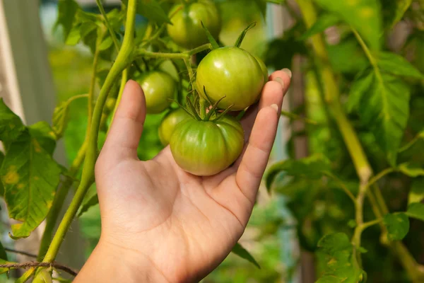 Tomaten op de palm — Stockfoto