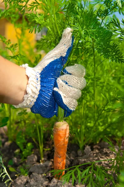 Mão segurando cenouras — Fotografia de Stock