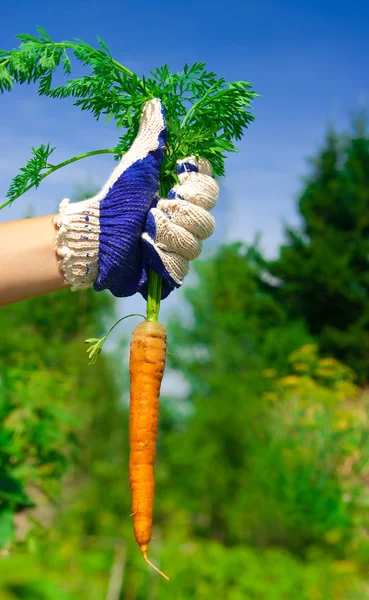 Hand Holding Carrots — Stock Photo, Image