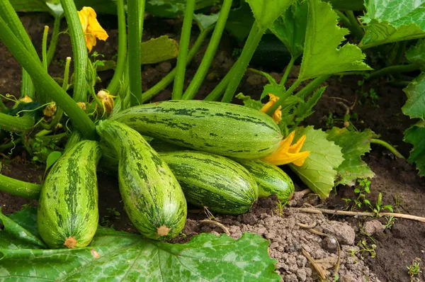 Flowering marrow with fruits Stock Picture