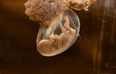 Human embryo clipart