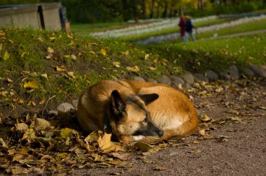 Homeless Dog clipart