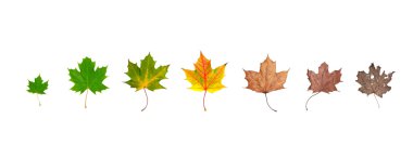 Life cycle of leaf clipart