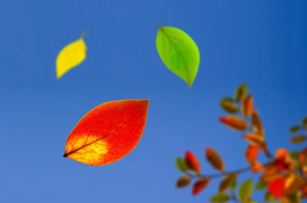 Padající podzimní listy — Stock fotografie