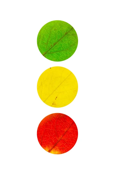 3 кольорових листя у формі світлофора — стокове фото