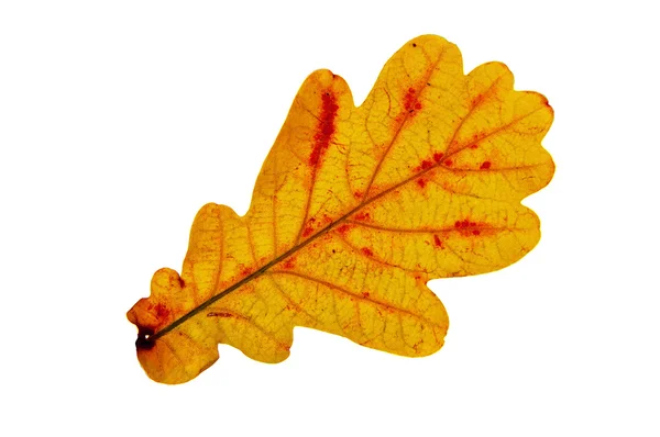 Oak Leaf — Stock Photo, Image