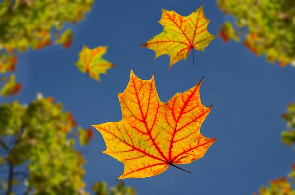 Falling autumn leaves — Stock Photo, Image