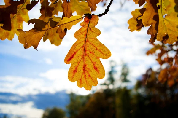 カシの葉 — ストック写真