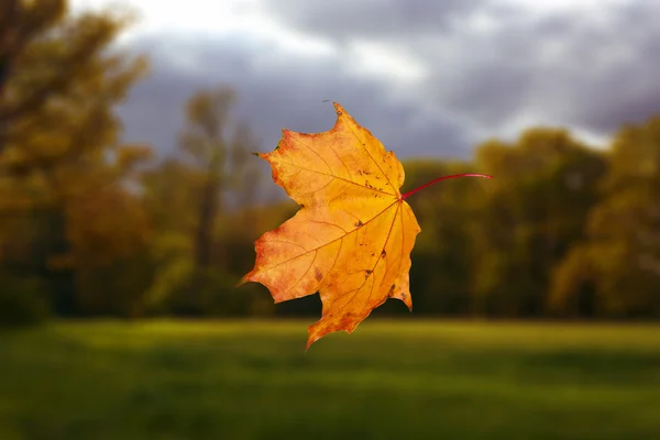 Falling autumn leaf — Stock Photo, Image