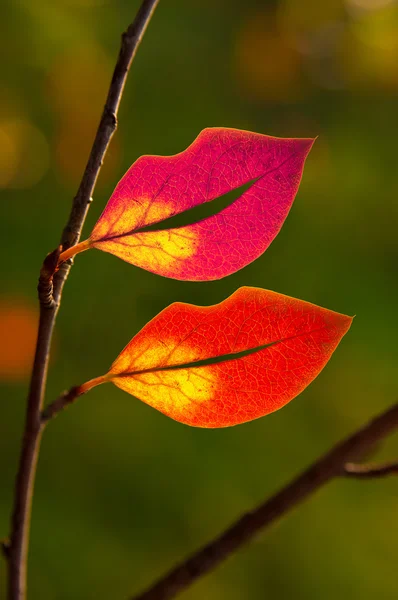 Folhas em forma de lábios — Fotografia de Stock