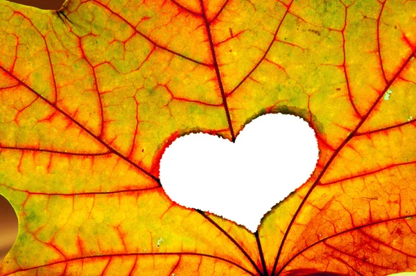 Autumn leaf with a hole in shape of heart — Stock Photo, Image
