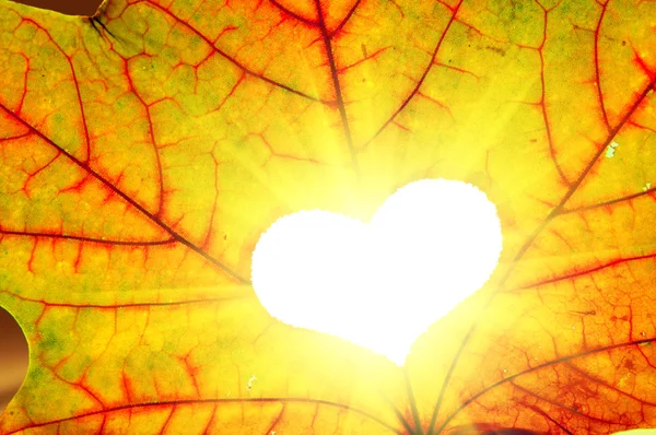 Foglia di autunno con un buco a forma di cuore — Foto Stock