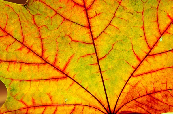 Autumn Maple Leaf — Stock Photo, Image