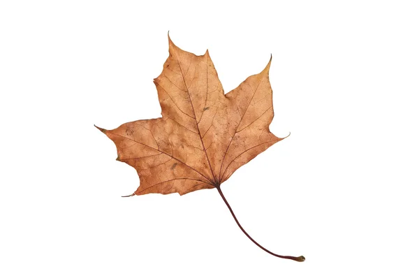 Kuru akçaağaç yaprağı — Stok fotoğraf