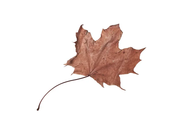 Сухой кленовый лист — стоковое фото
