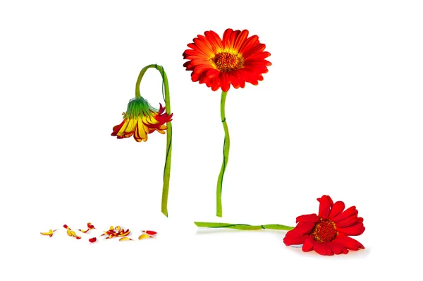 Orange Gerbera — Stock Photo, Image