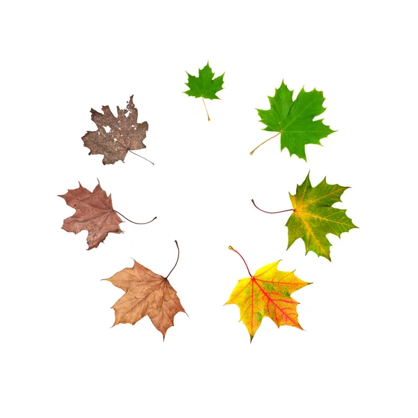 Life cycle of leaf Stock Photo
