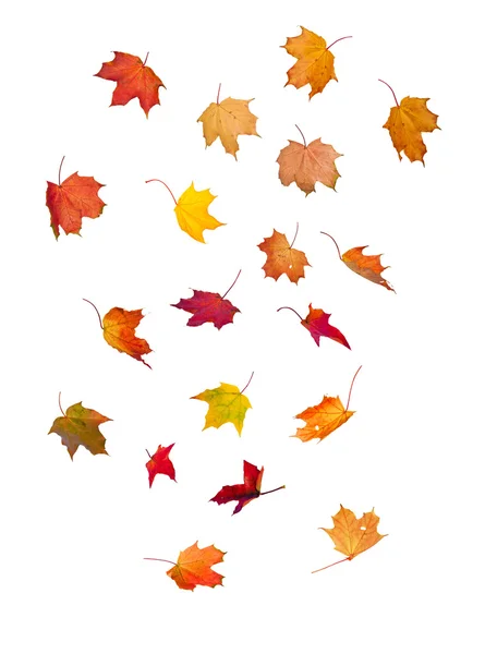 Fallende Blätter Stockbild