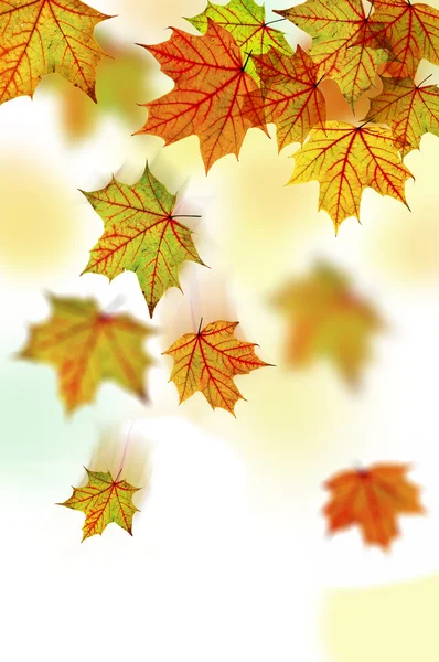 Padající podzimní listy — Stock fotografie