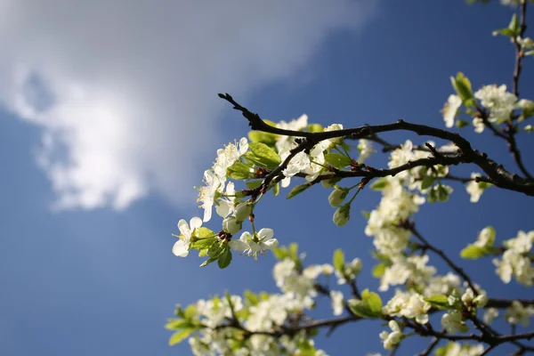 Bílé květy na jaře — Stock fotografie