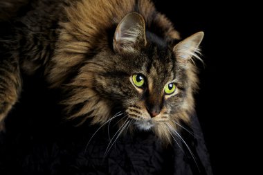 Maine Coon Cat Staring Down clipart