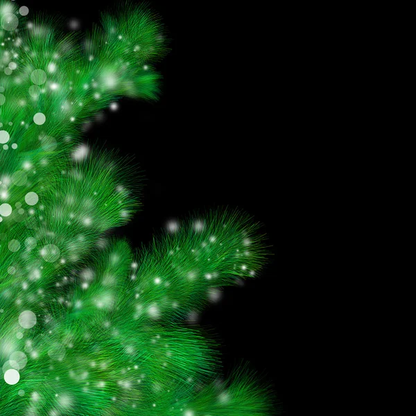 抽象的な fir 小枝 — ストック写真