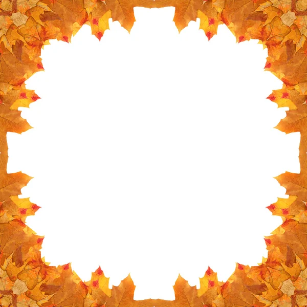 Frame maple leaves — Stock Photo, Image