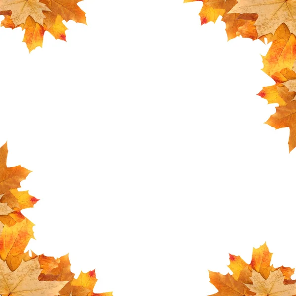 Frame maple leaves — Stock Photo, Image
