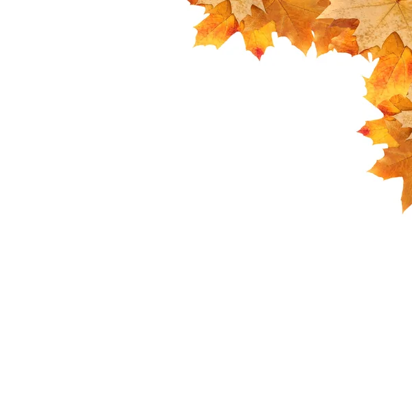 프레임 단풍 잎 — 스톡 사진