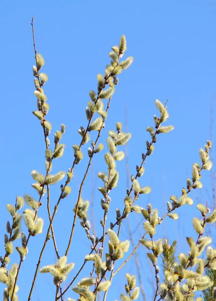 Blommande willow mot himlen blå våren — Stockfoto
