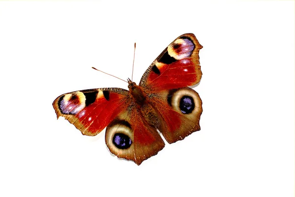 Barevný motýl izolované na bílém pozadí — Stock fotografie