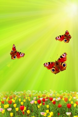 Spring tulips and butterflies on the green against the sun clipart