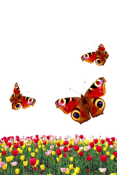 Bahar laleler ve beyaz arka plan üzerinde izole kelebekler — Stok fotoğraf